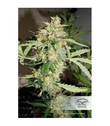 CBD Auto White Widow Dutch Passion - Αυτόματοι Σπόροι CBD