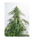CBD Auto White Widow Dutch Passion - Αυτόματοι Σπόροι CBD