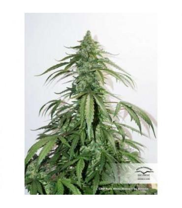 CBD Auto White Widow Dutch Passion - Αυτόματοι Σπόροι CBD