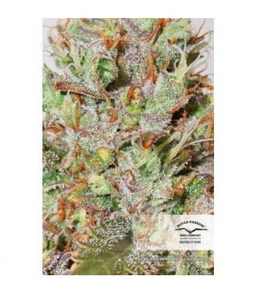 CBD Auto White Widow Dutch Passion - Αυτόματοι Σπόροι CBD