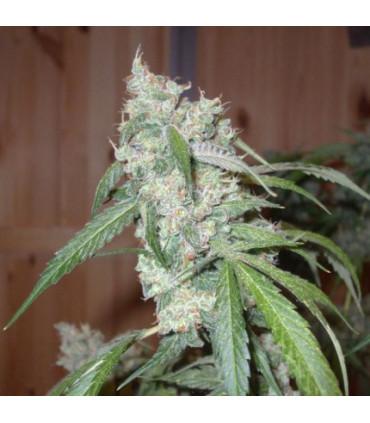 Euforia (Dutch Passion)