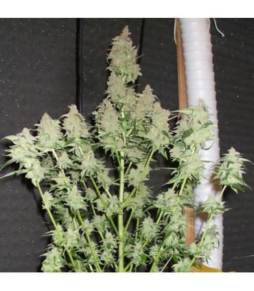 Euforia (Dutch Passion)