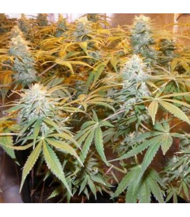 Euforia (Dutch Passion)