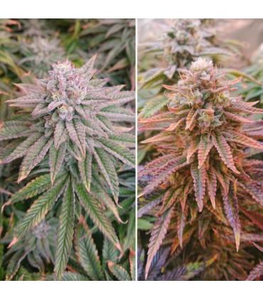 Kerosene Krash (Dutch Passion)