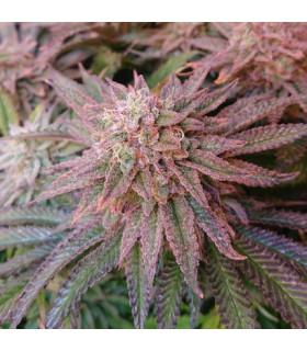 Kerosene Krash (Dutch Passion)