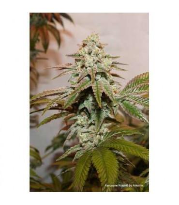 Kerosene Krash (Dutch Passion)