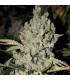 Strawberry Cough