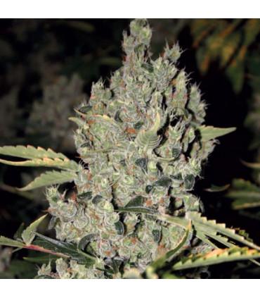 Strawberry Cough