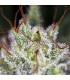 Strawberry Cough