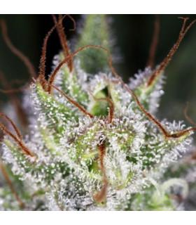 Strawberry Cough