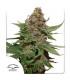 Strawberry Cough