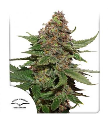 Strawberry Cough