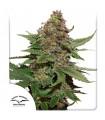 Strawberry Cough