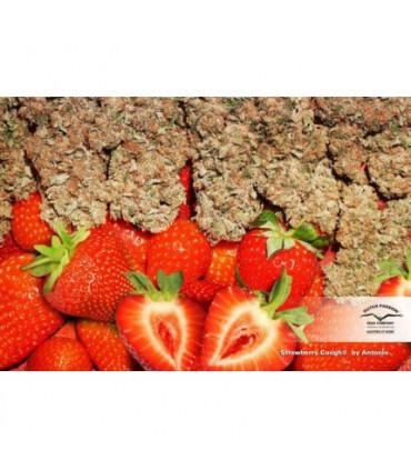 Strawberry Cough