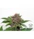 Strawberry Cough