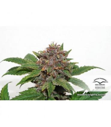 Strawberry Cough