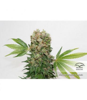 Strawberry Cough (Dutch Passion)
