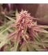 CBD Auto Blackberry Kush