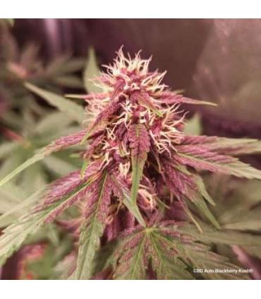CBD Auto Blackberry Kush (Dutch Passion)