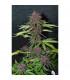 CBD Auto Blackberry Kush