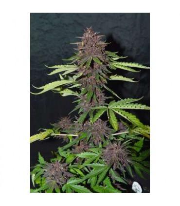 CBD Auto Blackberry Kush (Dutch Passion)