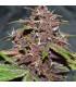 CBD Auto Blackberry Kush