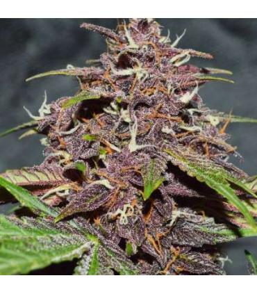 CBD Auto Blackberry Kush (Dutch Passion)