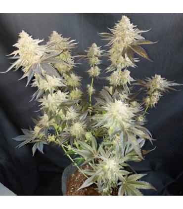 Mokum's Tulip (Dutch Passion)