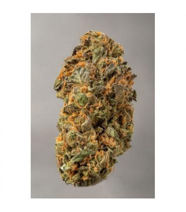 Mokum's Tulip (Dutch Passion)