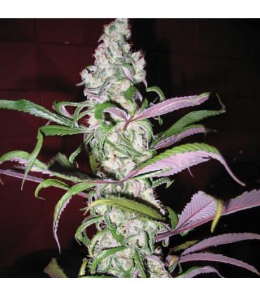 Blueberry Dutch Passion - Σπόροι Κάνναβης Φωτοπεριόδου