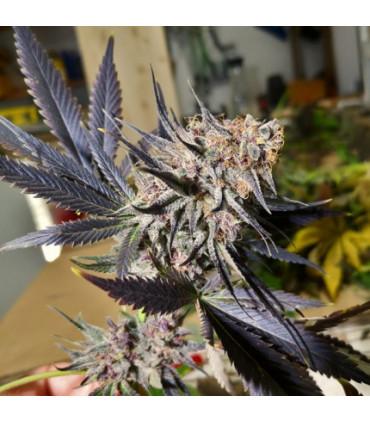 Blueberry (Dutch Passion)