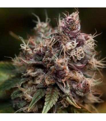 Blueberry (Dutch Passion)