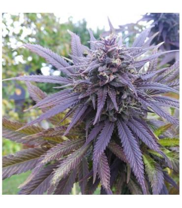 Blueberry Dutch Passion - Σπόροι Κάνναβης Φωτοπεριόδου