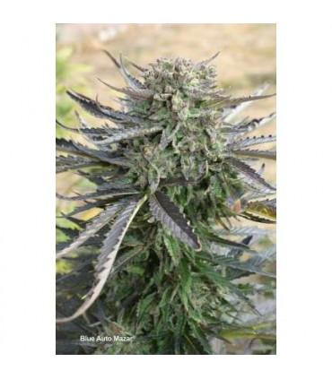 Blue AutoMazar (Dutch Passion)