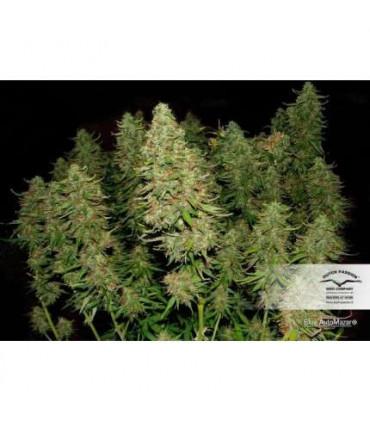 Blue AutoMazar (Dutch Passion)