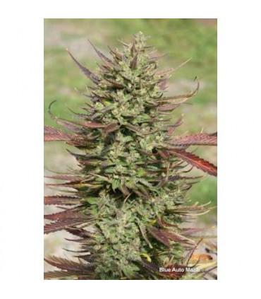 Blue AutoMazar (Dutch Passion)