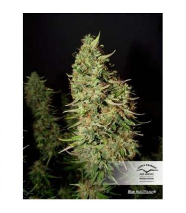 Blue AutoMazar (Dutch Passion)