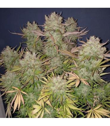 Think Big (Dutch Passion)