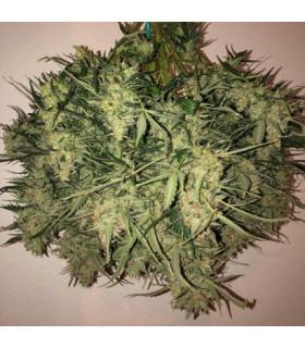 Think Big (Dutch Passion)