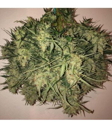 Think Big (Dutch Passion)