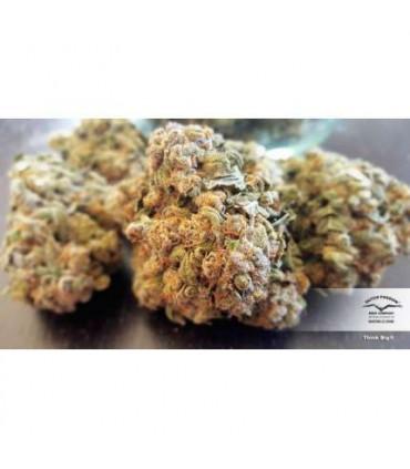 Think Big (Dutch Passion)