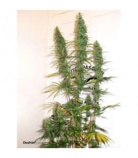 Desfrán (Dutch Passion)