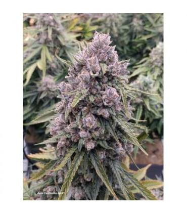 Auto Cinderella Jack (Dutch Passion)