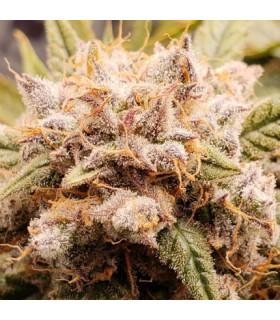 Auto Cinderella Jack (Dutch Passion)