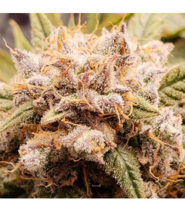 Auto Cinderella Jack