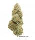 Auto Cinderella Jack (Dutch Passion)