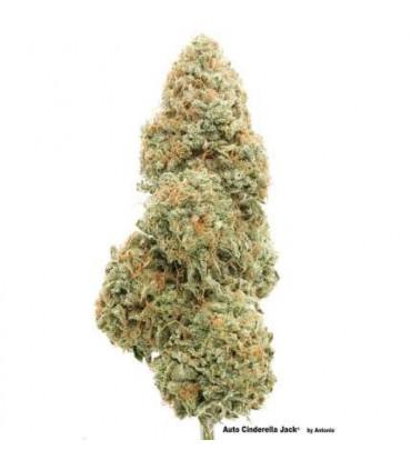 Auto Cinderella Jack (Dutch Passion)