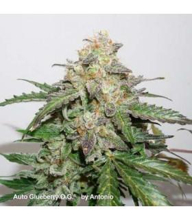 AutoGlueberry OG (Dutch Passion)