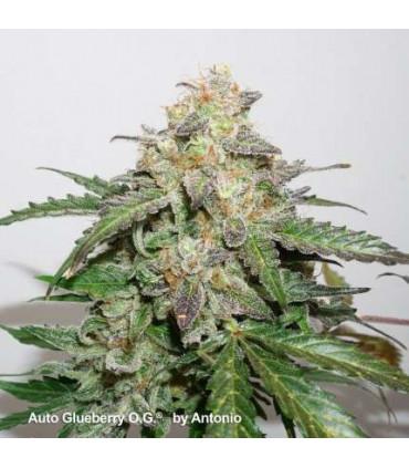 AutoGlueberry OG Dutch Passion - Αυτόματοι Σπόροι Κάνναβης