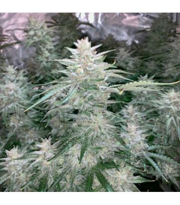 AutoGlueberry OG Dutch Passion - Αυτόματοι Σπόροι Κάνναβης